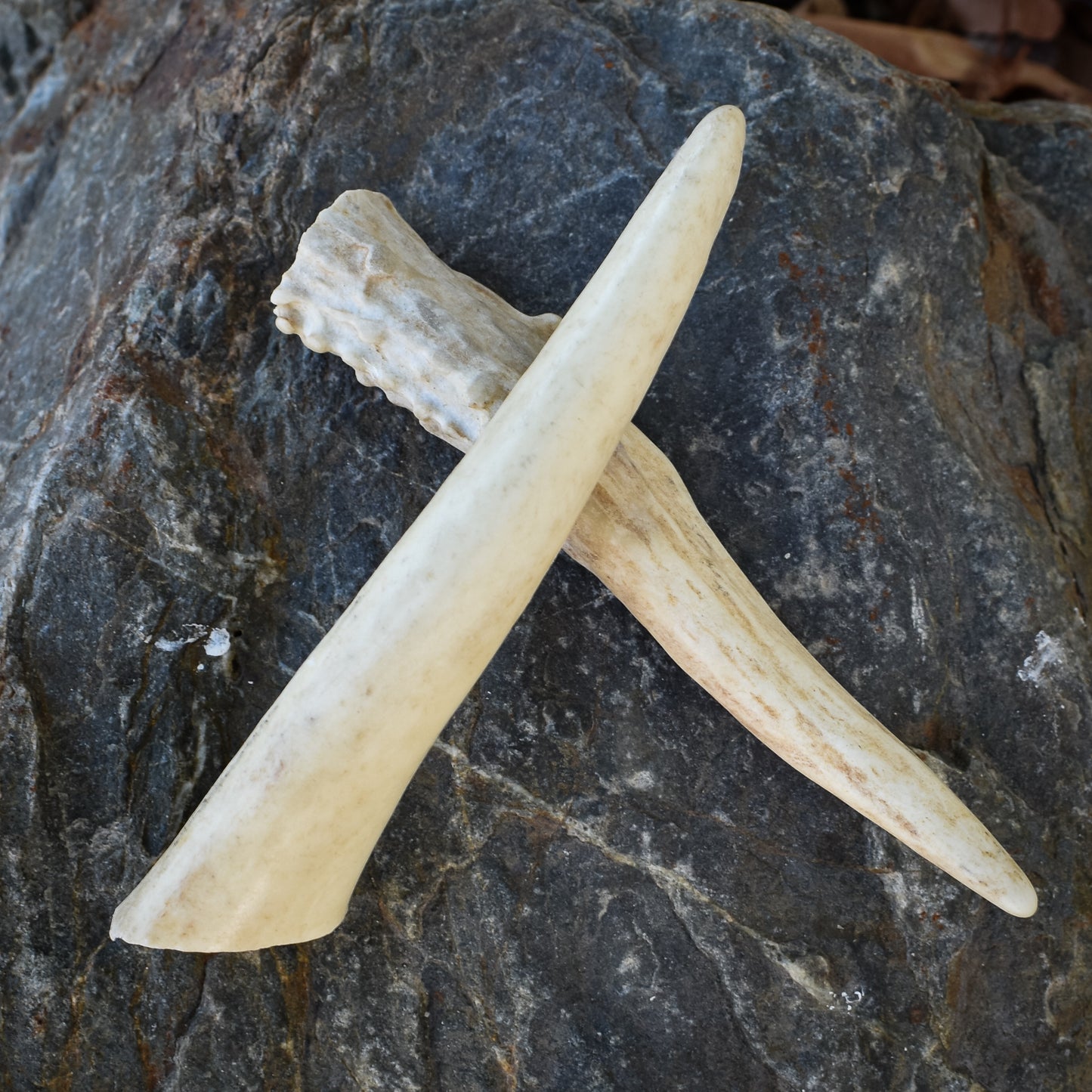 Ritual Antler Tips (Pack of 3)